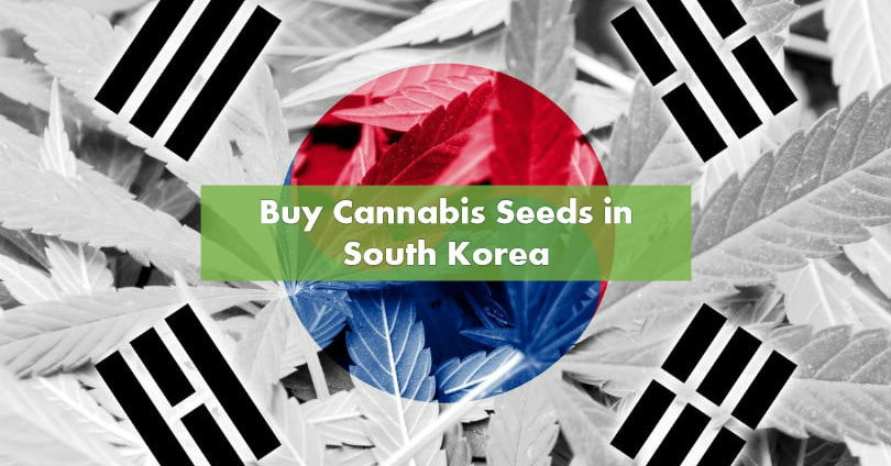 Buying Marijuana Seeds in South Korea