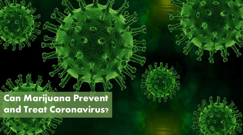 Can Marijuana Prevent and Treat Coronavirus Cover Photo