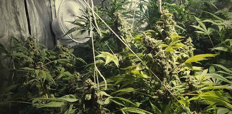 Cannabis Plants Flower Support