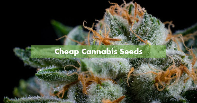 Cheap Cannabis Seeds - Best 