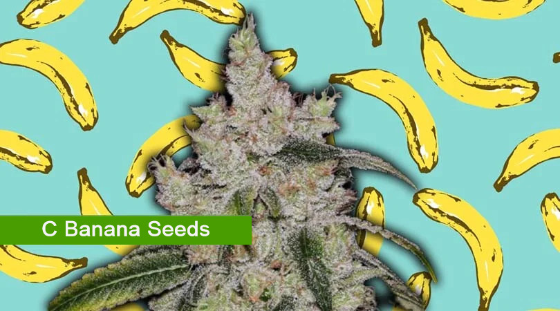 C Banana Seeds