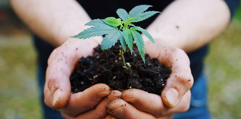 Covid-19 Cannabis Home Growing