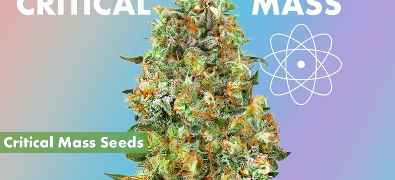 Critical Mass Seeds Cover Photo