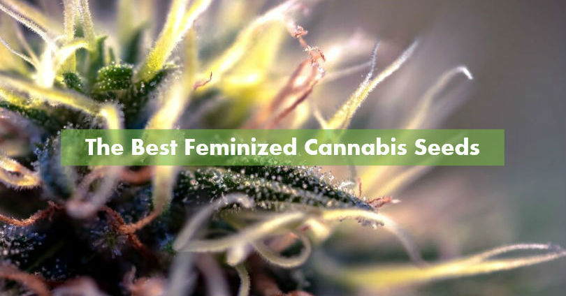 The 16 Best Feminized Cannabis Seeds To Grow In 2024 - 10Buds