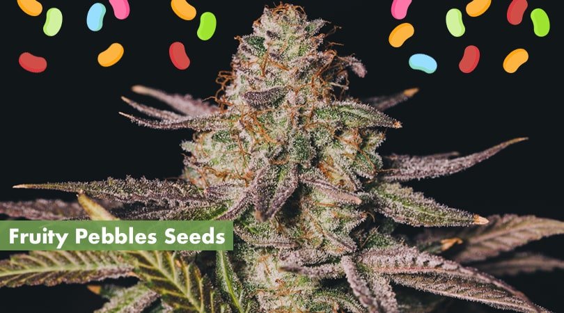 Fruity Pebbles Seeds Cover Photo