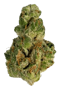 GMO bud