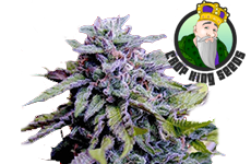 Where To Buy The Best Granddaddy Purple Seeds Online | 10Buds