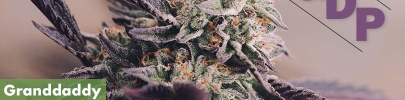 Where To Buy The Best Granddaddy Purple Seeds Online - 10Buds