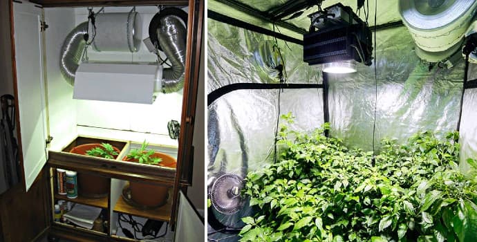 Grow Room vs Grow Tent