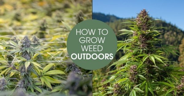 How to Grow Weed Indoors — The Best Beginner’s Guide