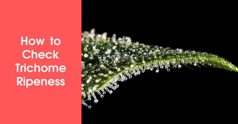 Harvest POTENT Cannabis Buds Using Trichome Ripeness | 10Buds