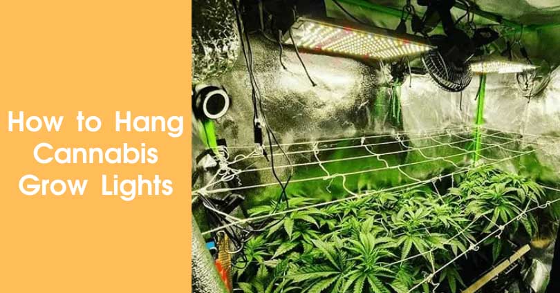 Hang Grow Lights Indoors in Five EASY Steps — Guaranteed! - 10Buds