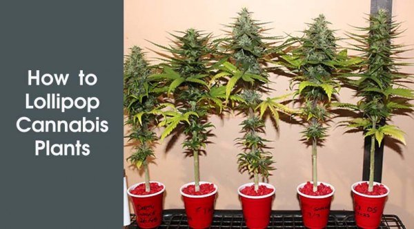 How To Lollipop Cannabis Plants In Three EASY Steps how-to-lollipop-cannabis-plants-in-three-easy-steps