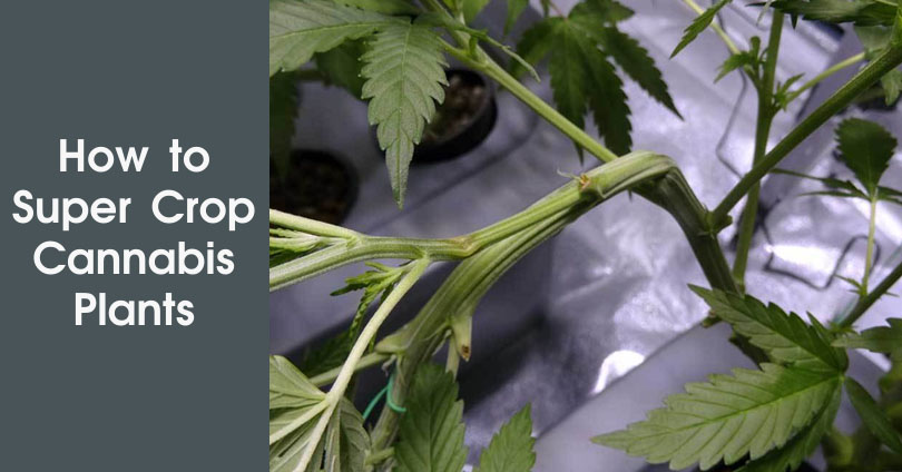 A Beginner's Guide on Super Cropping Marijuana Plants - 10Buds