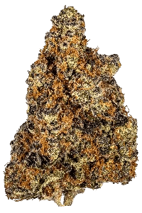 Mandarin Cookies bud