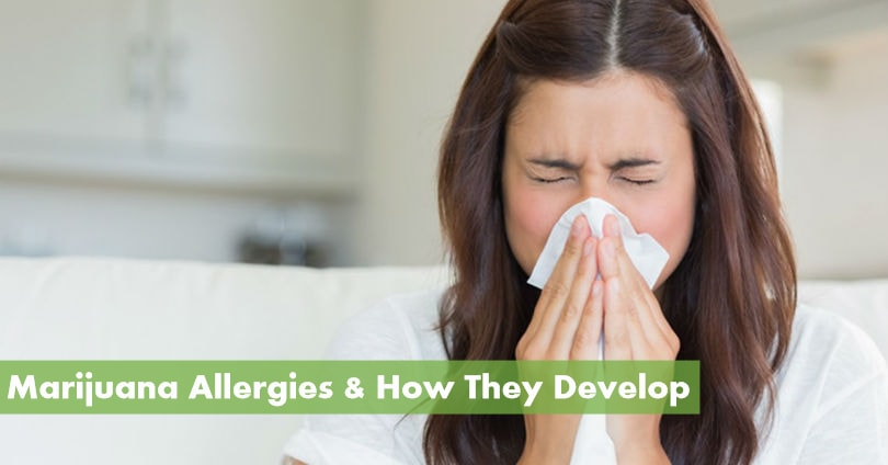 Marijuana Allergies and How They Develop - 10Buds