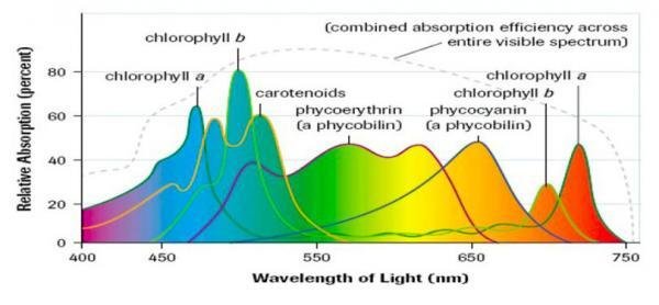 The Best Full-Spectrum LED Grow Lights in 2026