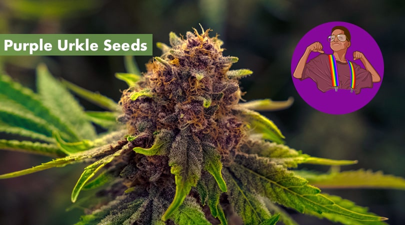 Where to Buy Purple Urkle Seeds Online - 10Buds
