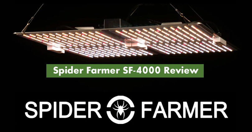 Spider Farmer SF 4000 LED Grow Light Review 10Buds