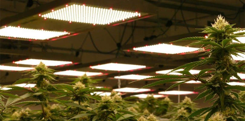 Supplementing lighting cannabis plants