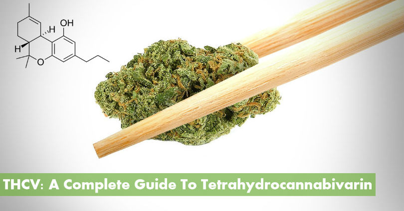 THCV: A Complete Guide To Tetrahydrocannabivarin - 10Buds