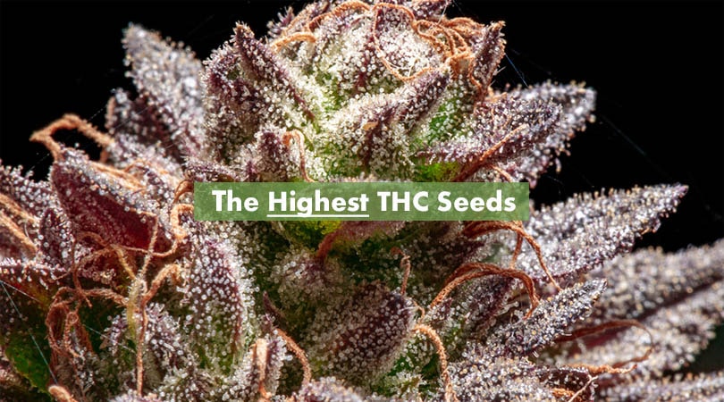Ordering Marijuana Seeds Online - Buy Marijuana Seeds | Buy Marijuana Seeds