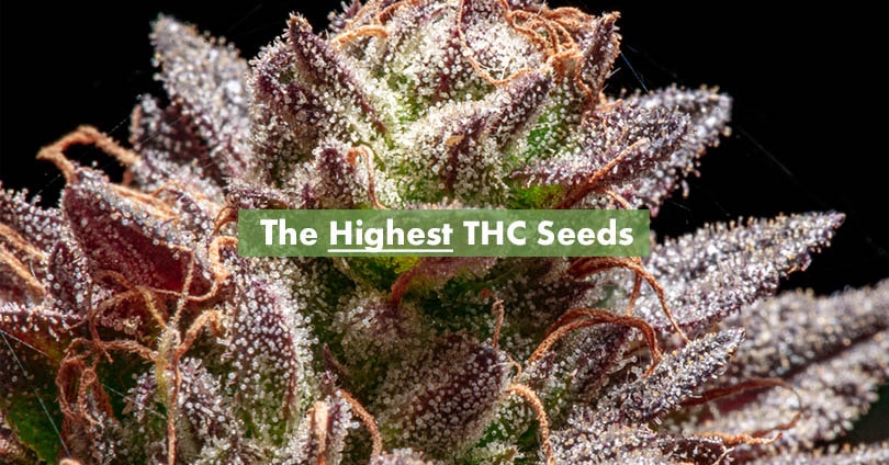 The 15 Highest THC Seeds Available For Sale - 10Buds