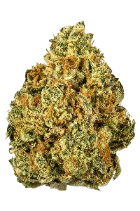 Watermelon Zkittlez bud