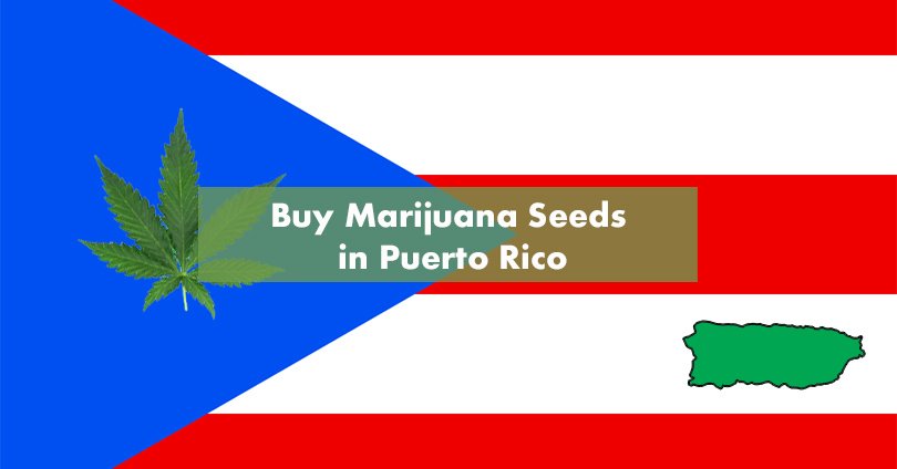 Buy Marijuana Seeds in Puerto Rico