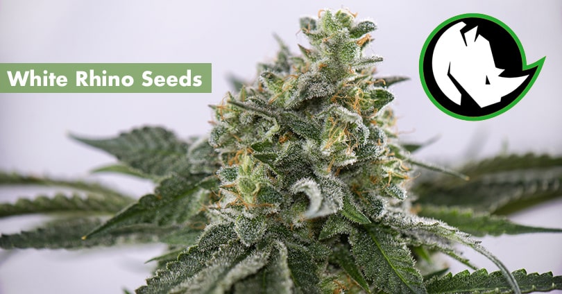 seeds 10buds