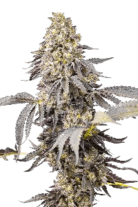 Animal Mints bud