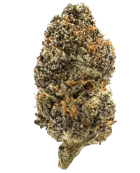 Black Sugar bud
