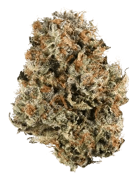 Bubba Platinum bud