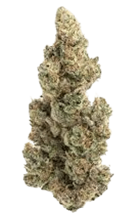 Bubble Gum Sherb bud