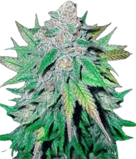 California Dream bud