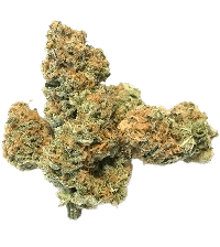 Candyland Peyote bud