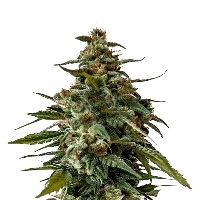 Dougs Varin bud