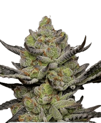 Fat Bastard Bud