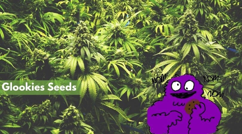 glookies seeds feature