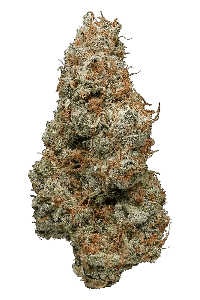 God's Gift bud