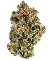 Gorilla Sherbet