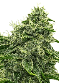 Hippo High bud