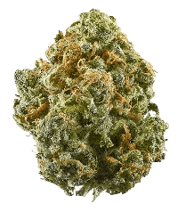 Jamaican bud