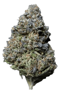 Kush Mints bud