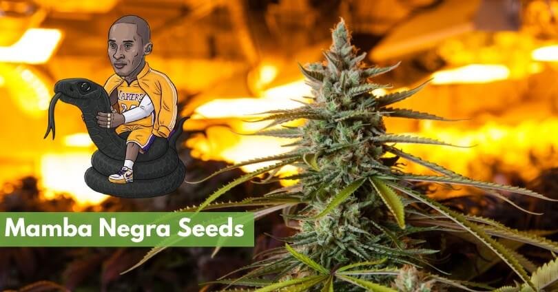 mamba negra seeds feature