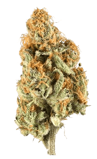 motor breath bud