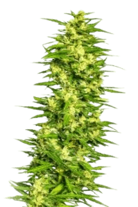 Pineapple Chunk bud