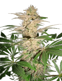 Pink Plant bud