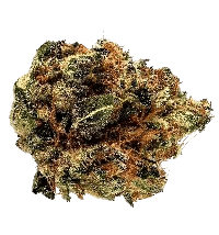 Purple Star Killer bud