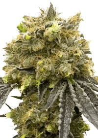 Scrambler Haze Bud